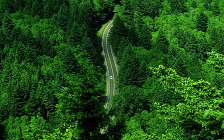 forest-road
